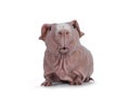 Skinnypig on white background Royalty Free Stock Photo