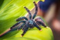 Cute pink-toed tarantula spider close up in the jungle Royalty Free Stock Photo