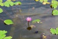 Cute pink water lily close up view. Dark lake water and green leaves. Gorgeous natural background Royalty Free Stock Photo