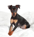 Cute pinscher dog