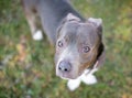 A cute Pit Bull Terrier mixed breed dog holding its ears back