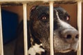 cute pitbul dog in shelter cage with sad crying eyes and pointing nose, emotional moment, adopt me concept, space for text Royalty Free Stock Photo