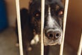 cute pitbul dog in shelter cage with sad crying eyes and pointing nose, emotional moment, adopt me concept, space for text Royalty Free Stock Photo