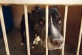 cute pitbul dog in shelter cage with sad crying eyes and pointing nose, emotional moment, adopt me concept, space for text Royalty Free Stock Photo