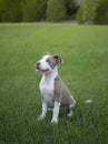 Cute Pitbull sitting in the grass