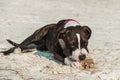 A cute Pittbull Terrier is playing at the beach