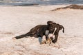 A cute Pittbull Terrier is playing at the beach