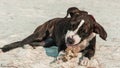 A cute Pittbull Terrier is playing at the beach