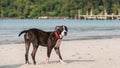 A cute Pittbull Terrier is walking at the beach