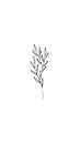 Cute Plant in black line art style on a white background. Royalty Free Stock Photo