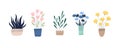 Cute plant flowers in beautiful vases. White background. Various isolated flowers and vase, pot.