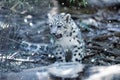 Cute kitten of Snow Leopard cat, Irbis Royalty Free Stock Photo