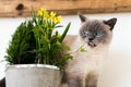 Cute playful blue eyed siamese kitten sniffing potted spring flowers. Adopt a pet.