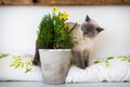 Cute playful blue eyed siamese kitten sniffing potted spring flowers. Adopt a pet.