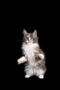 cute playful calico maine coon kitten standing on hind legs on black background Royalty Free Stock Photo