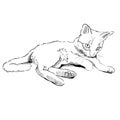 Cute playful cat in move hand drawn with lineart style