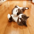 Cute playful grey and white british shorthair cat lying on back on wooden floor at home