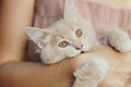 Cute playful kitten in the arms of a girl, a ginger cat biting female hand, a woman and a cat walking in the summer garden