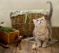 Cute playful kitten on a wooden floor near the basket with a harvest in the country