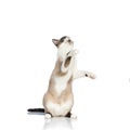 Cute playful kitty standing on back legs and holding paws in the air Royalty Free Stock Photo