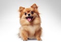 Cute playful little doggy looking happy on white background studio shot