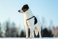 Cute Playful mongrel dog at walk in winter field Royalty Free Stock Photo