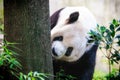Cute playful panda in a zoo