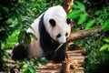 Cute playful panda in a zoo