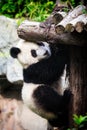 Cute playful panda in a zoo