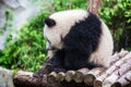 Cute and playful panda in a zoo