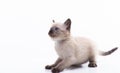 Cute playful Siamese kitten getting ready to jump. Cat activities. Isolated on white background