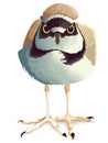 Cute plover is not happy