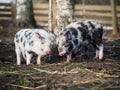 Cute plump little pigs play happily on the farm