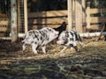 Cute plump little pigs play happily on the farm