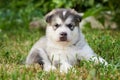 Cute plump puppy Malamute lying on the grass