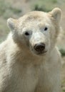 Cute polar bear cub