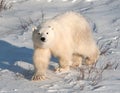 Cute polar bear cub