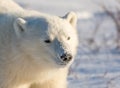 Cute polar bear cub