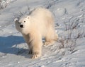 Cute polar bear cub