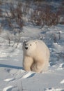 Cute polar bear cub