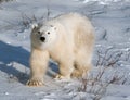 Cute polar bear cub