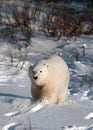 Cute polar bear cub