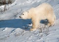 Cute polar bear cub