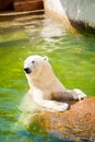 Cute polar bear in water