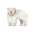 Cute polar bear-watercolor illustration isolated on white background