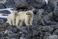 Cute polar bears on the rocks in their natural habitat