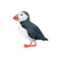 Cute polar puffin-watercolor illustration isolated on white background