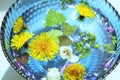 Cute pollen flowers and leaves float in the glass bowl with sunny water Royalty Free Stock Photo