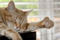 Cute polydactyl cat showing extra toes. Royalty Free Stock Photo