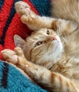 Cute polydactyl orange cat relaxing, showing extra toes. Royalty Free Stock Photo